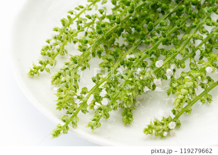 穂じそのクローズアップ 119279662