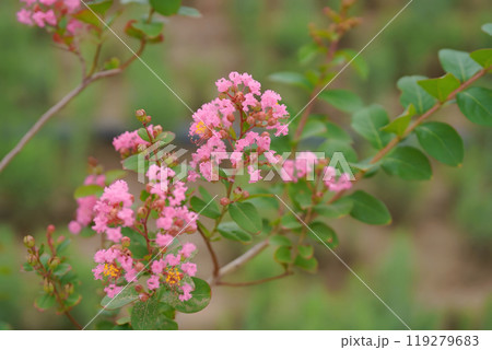 Pink Flowering Branch in Garden 119279683