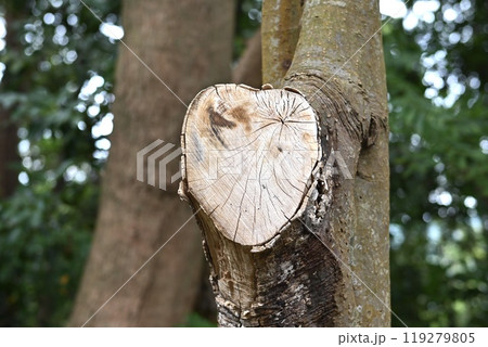 ハートの切り株 119279805