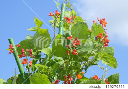 秋の畑に咲く紅花インゲン豆の花 秋の畑に咲く紅花インゲン豆の花 119279863