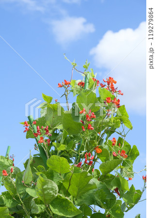 秋の畑に咲く紅花インゲン豆の花 119279864