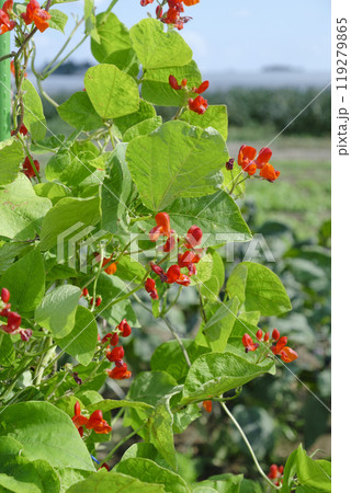 秋の畑に咲く紅花インゲン豆の花 秋の畑に咲く紅花インゲン豆の花 119279865