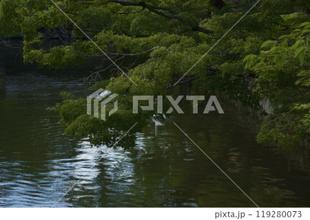 倉敷美観地区の風景　岡山県 119280073