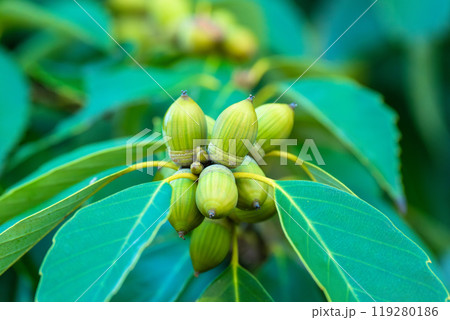 コナラのドングリ 119280186