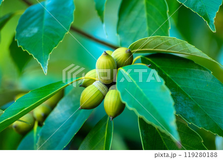 コナラのドングリ 119280188