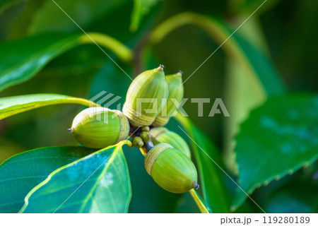 コナラのドングリ 119280189