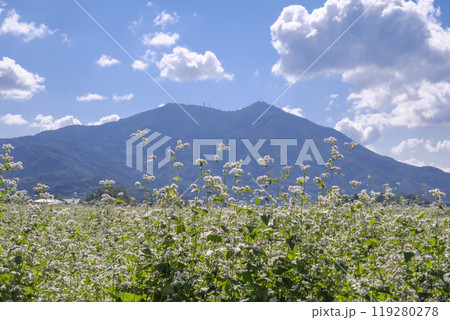 秋の筑波山麓に咲く常陸秋蕎麦の畑 119280278