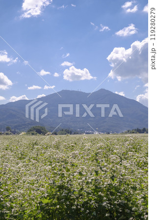 秋の筑波山麓に咲く常陸秋蕎麦の畑 秋の筑波山麓に咲く常陸秋蕎麦の畑 119280279