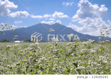 秋の筑波山麓に咲く常陸秋蕎麦の畑 119280281