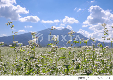秋の筑波山麓に咲く常陸秋蕎麦の畑 119280283