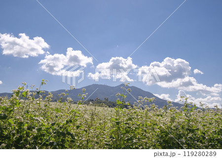 秋の筑波山麓に咲く常陸秋蕎麦の畑 119280289