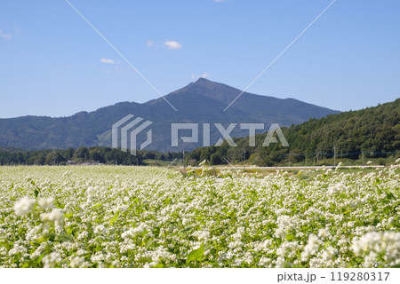 秋の筑波山麓に咲く常陸秋蕎麦の畑 秋の筑波山麓に咲く常陸秋蕎麦の畑 119280317