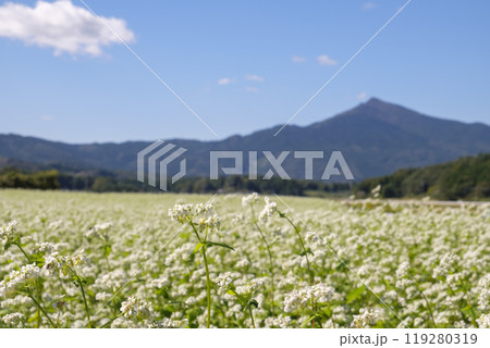 秋の筑波山麓に咲く常陸秋蕎麦の畑 秋の筑波山麓に咲く常陸秋蕎麦の畑 119280319