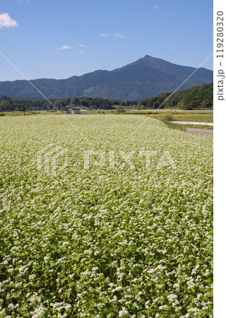 秋の筑波山麓に咲く常陸秋蕎麦の畑 秋の筑波山麓に咲く常陸秋蕎麦の畑 119280320