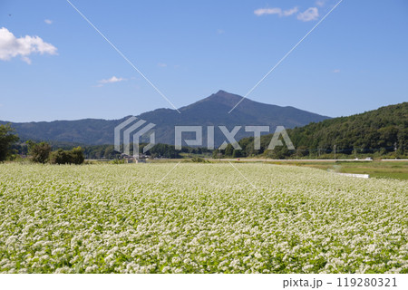 秋の筑波山麓に咲く常陸秋蕎麦の畑 119280321