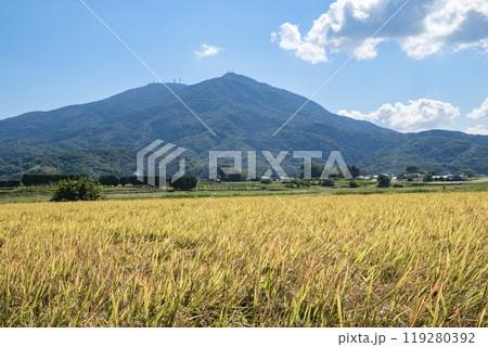 秋の筑波山麓に実ったコシヒカリの稲穂　コシヒカリ 119280392