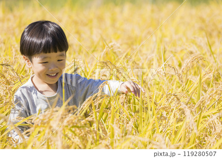 稲田に入る男の子　稲刈りイメージ 119280507