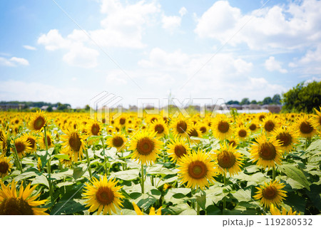 ひまわり ひまわり 119280532
