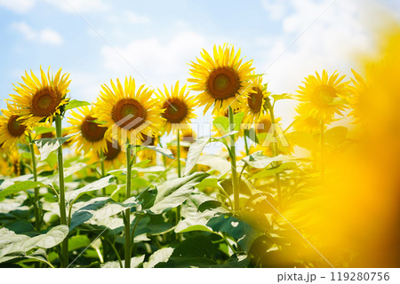 ひまわり ひまわり 119280756