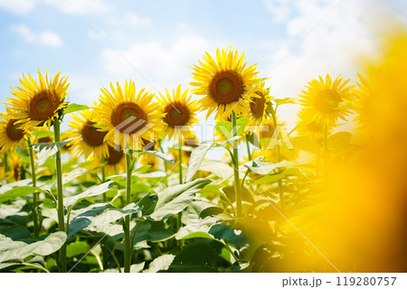 ひまわり 119280757