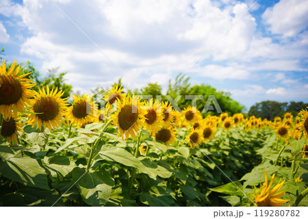 ひまわり ひまわり 119280782