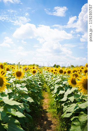 ひまわり 119280787