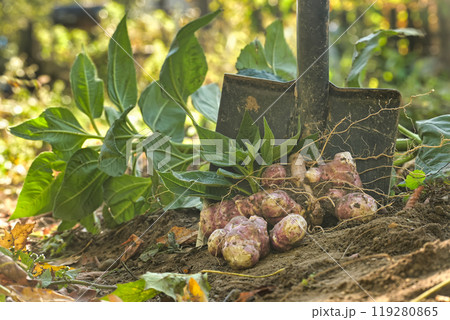 Harvesting fresh Jerusalem artichokes with shovel in a garden plot surrounded by green leaves Harvesting fresh Jerusalem artichokes with shovel in a garden plot surrounded by green leaves 119280865