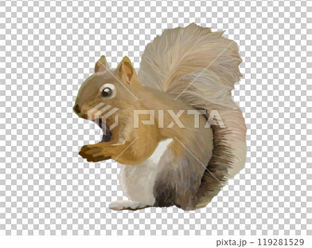 Squirre Squirre 119281529