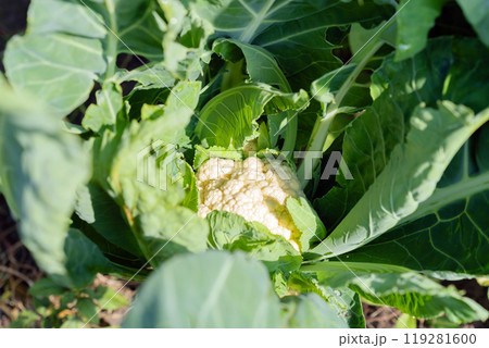 Cauliflower Aalsmeer closeup growing in a vegetable garden. Close up of a white cauliflower head with leaves, top view 119281600