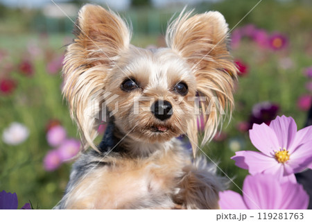 コスモス畑とヨークシャテリア 119281763