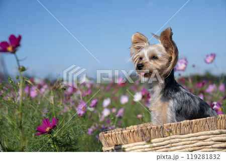 青空とコスモス畑と笑うヨークシャテリア 青空とコスモス畑と笑うヨークシャテリア 119281832