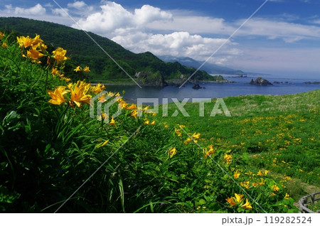 トビシマカンゾウの丘 119282524