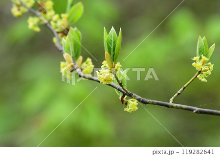 クロモジの花 119282641