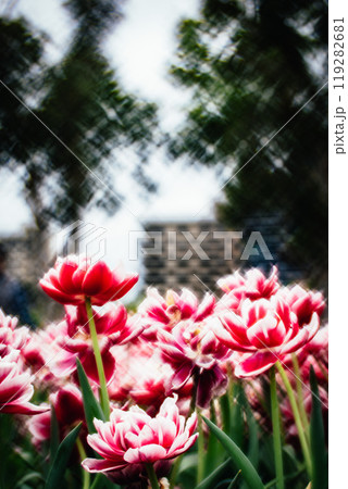 チューリップ ﾁｭｰﾘｯﾌﾟ 花 119282681