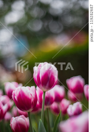 チューリップ ﾁｭｰﾘｯﾌﾟ 花 119282687