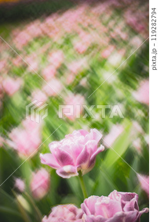 チューリップ ﾁｭｰﾘｯﾌﾟ 花 119282794