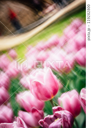 チューリップ チューリップ 花 119282800