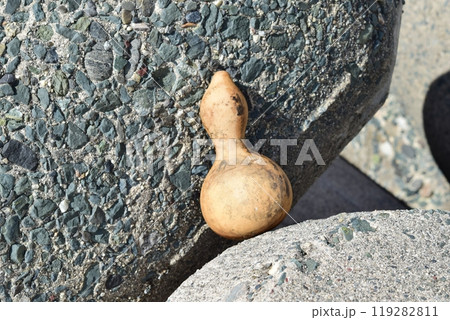 古びたヒョウタン 漂着物 古びたヒョウタン 漂着物 119282811