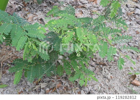 tamarind plant on farm for sell tamarind plant on farm for sell 119282812