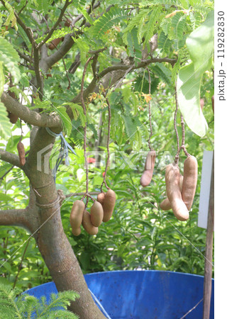 tamarind plant on farm for sell 119282830