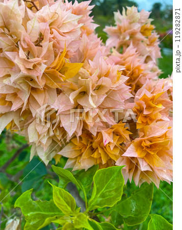 Oranges color of Bougainvillea flowers. Ornamental plants in the Philippines. 119282871