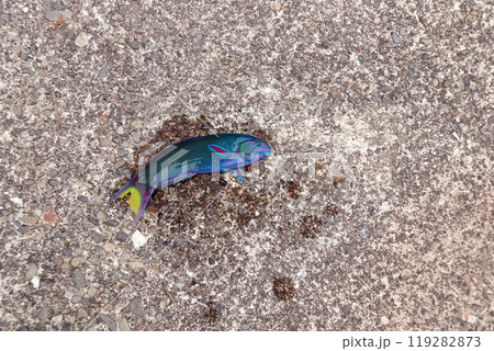 オトメベラ 海水魚 オトメベラ 海水魚 119282873