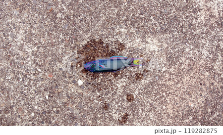 オトメベラ　海水魚 119282875