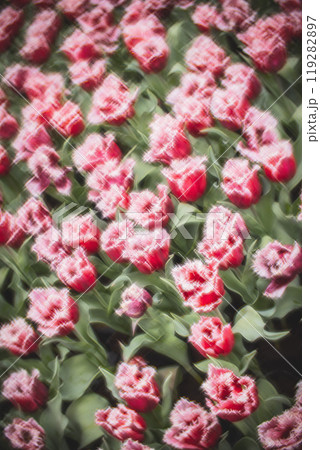 チューリップ チューリップ 花 119282897