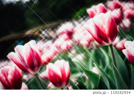 チューリップ ﾁｭｰﾘｯﾌﾟ 花 119282934