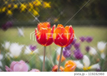 チューリップ ﾁｭｰﾘｯﾌﾟ 花 119282960