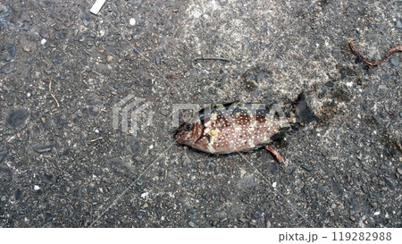 アイゴ 海水魚 棘 毒 アイゴ 海水魚 棘 毒 119282988