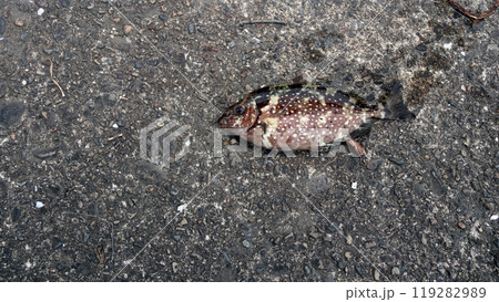 アイゴ　海水魚　棘　毒 119282989