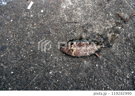 アイゴ 海水魚 棘 毒 アイゴ 海水魚 棘 毒 119282990