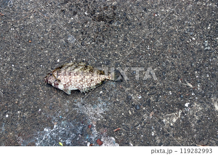 アイゴ 海水魚 棘 毒 アイゴ 海水魚 棘 毒 119282993